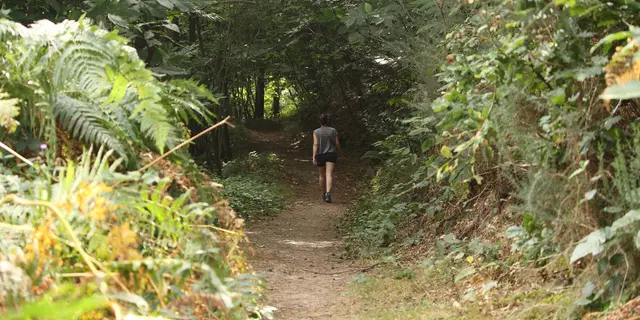 Forêt et landiers