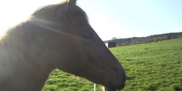 les-chevaux-du-vent-la-claie-des-landes