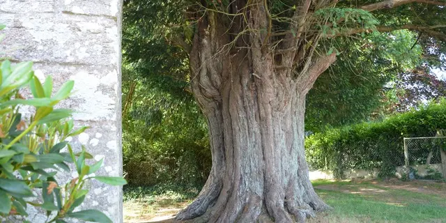 If de la Chapelle Saint Yves - Cruguel - Arbres remarquables du Morbihan