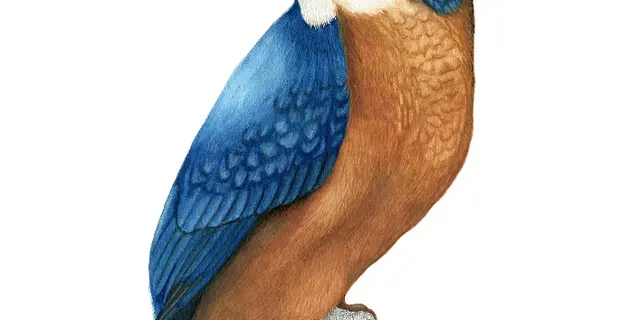 Illustrations Naturalistes-Pass'Temps-juin 2025