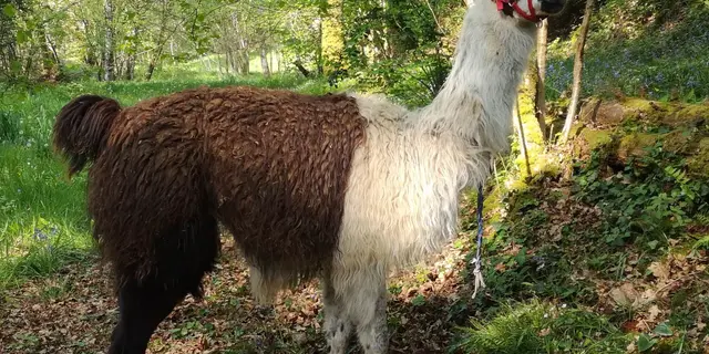 Izma_Balade contée à lama
