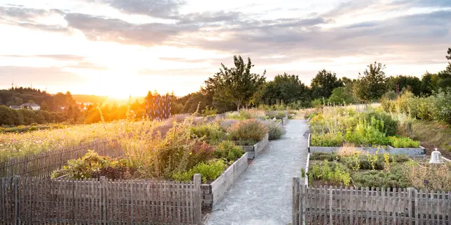 JARDIN POTAGER