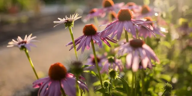 JardinBotanique2