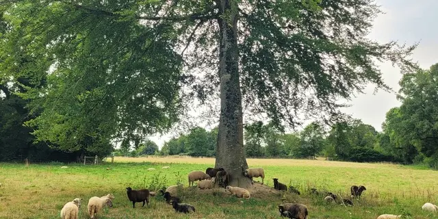 L'ovinière de l'Hêtre - Forges de Lanouée