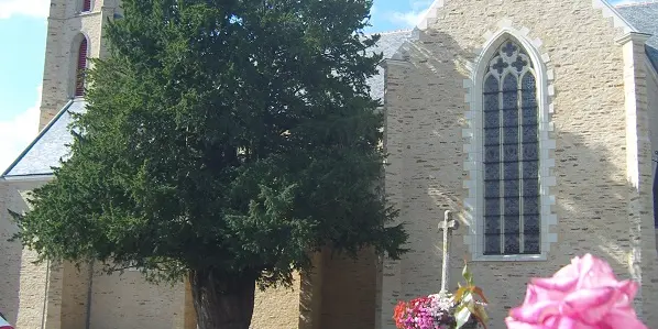 If de La Chapelle-Caro - Val d'Oust - Arbre remarquable du Morbihan