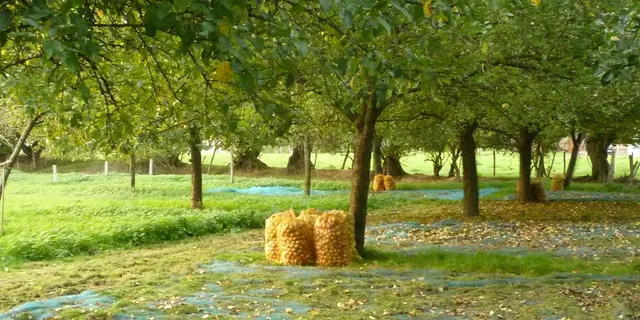 La récolte des pommes