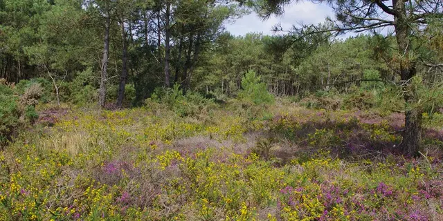 Lande sèche fleurie-(c)Les Landes