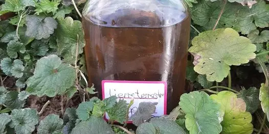 Le goût sauvage