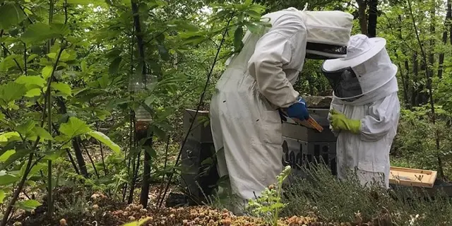 Ma Foret - apiculteur producteur récoltant - Ploërmel
