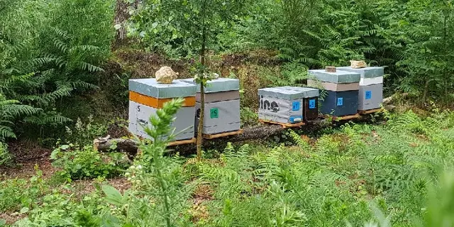 Ma Foret - producteur miel - Ploërmel