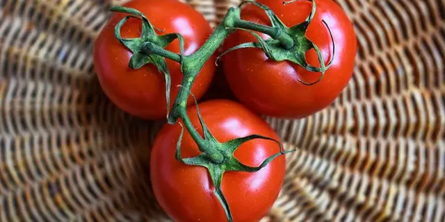 Maraicher - tomates