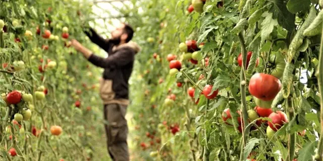 La-Ferme-Maraichage-bio-8