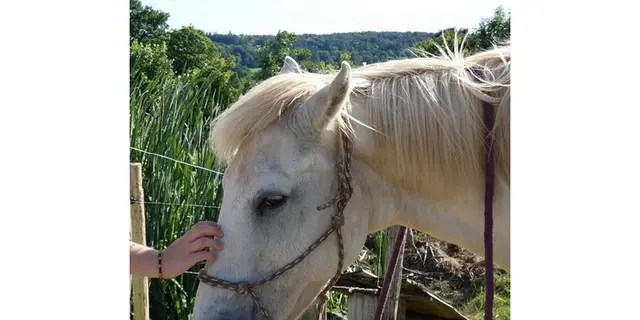 les-chevaux-du-vent-la-claie-des-landes