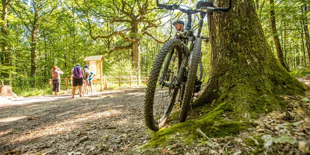 Forêt de Brocéliande