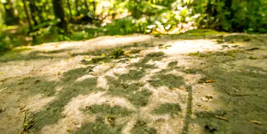 Forêt de Brocéliande