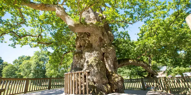 Chêne Guillotin forêt de Brocéliande