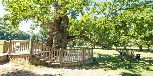 Chêne Guillotin forêt de Brocéliande