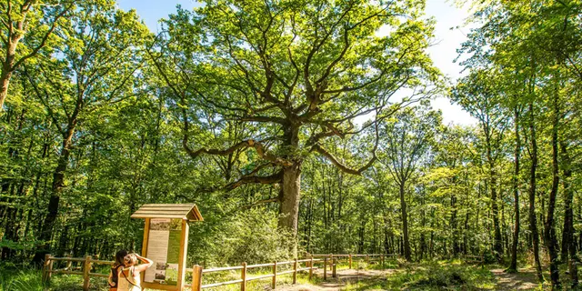 Chêne des Hindrés Forêt de Brocéliande