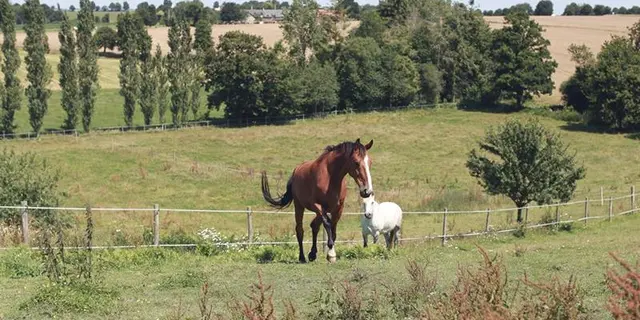 Pature chevaux Gite la Hulotte -St-Malon-sur-Mel