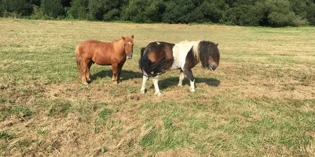 Poneys 2