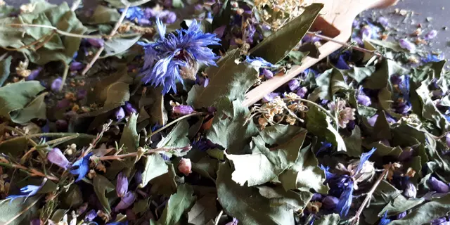 Plantes et fée bénéfique Elixir D. Tox' (4)
