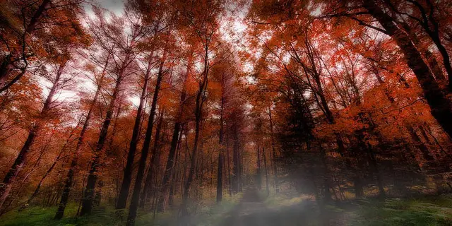 Forêt de Brocéliande