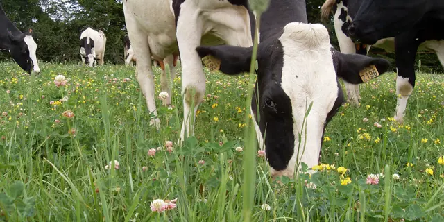 Vache - Ecotones