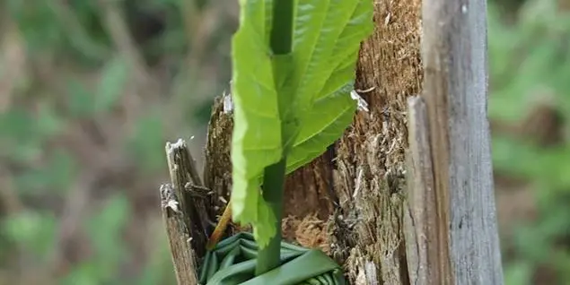 Saute-Ruisseaux_ Balade_Animation(1)