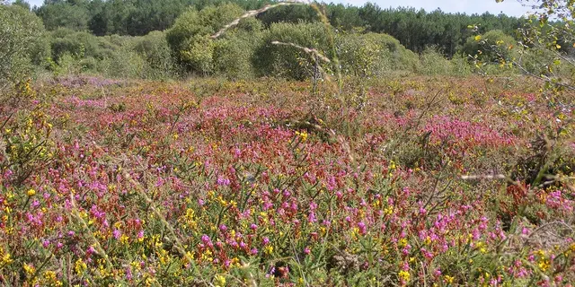 Sérent tourbières de kerfontaine 2