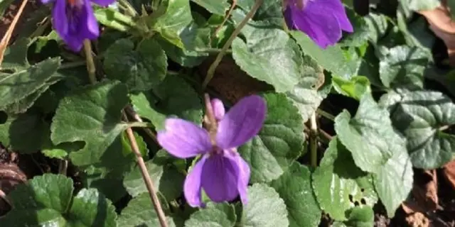 Balade - nature - plantes - Guillac - Brocéliande - Morbihan