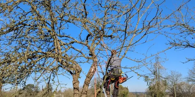 Initiation à la taille de pommiers avec un arboriste professionnel