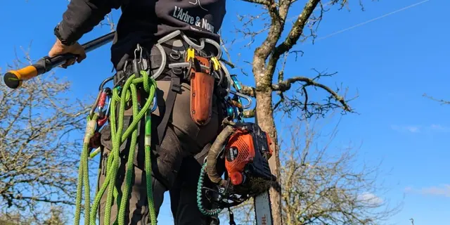 Initiation à la taille de pommiers avec un arboriste professionnel
