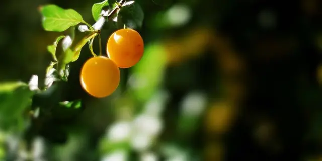 Terre Compagne -prunes myrobolan au jardin