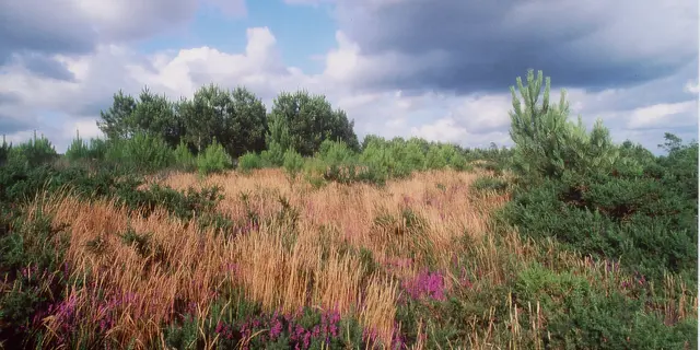 Tourbiere-de-Kerfontaine-4