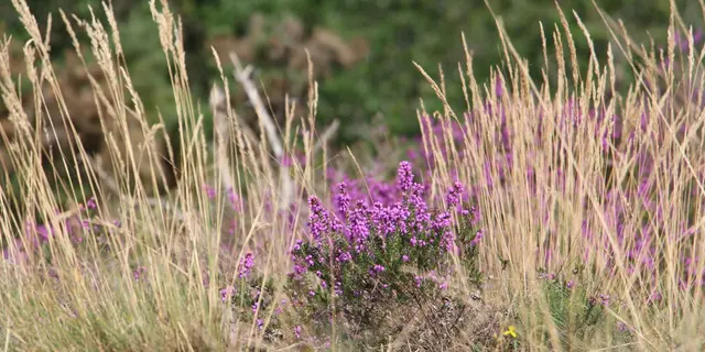 Vallon de la chambre au Loup Iffendic Brocéliande Bretagne ©office de tourisme lac de Trémelin (3)