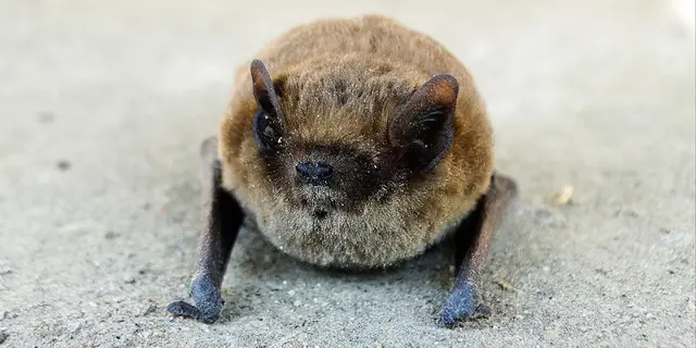 animal-7102781_1280