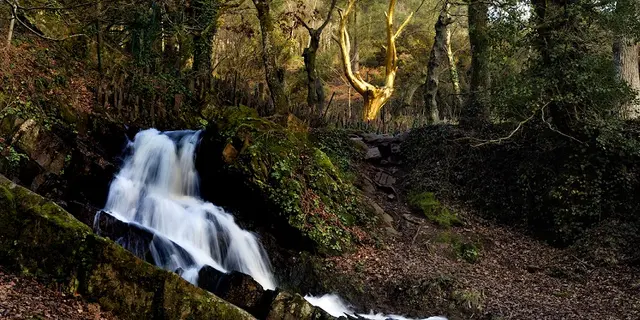 L'Arbre d'Or