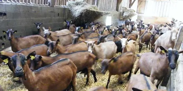 fromagerie - chèvres - Campénéac - Brocéliande