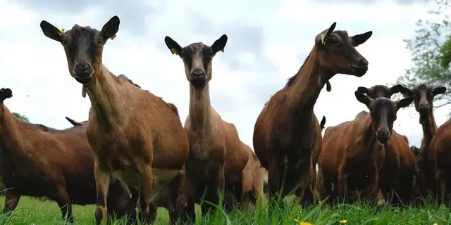 fromagerie - chèvres - Campénéac - Brocéliande
