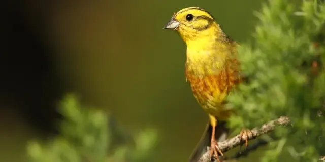 bruant-jaune-oisaeau-tourbiere