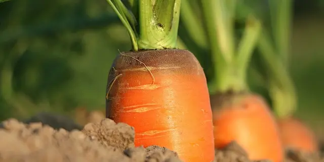 carrot-1565597_960_720