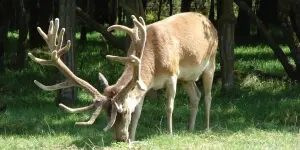 cerfs1