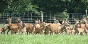 cerfs3