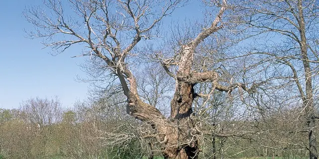 Chataignier du Pas aux Biches - Campénéac - arbre remarquable - Bretagne