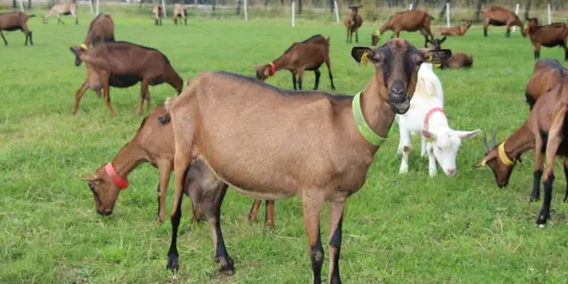Les chèvres de la ferme de choupette