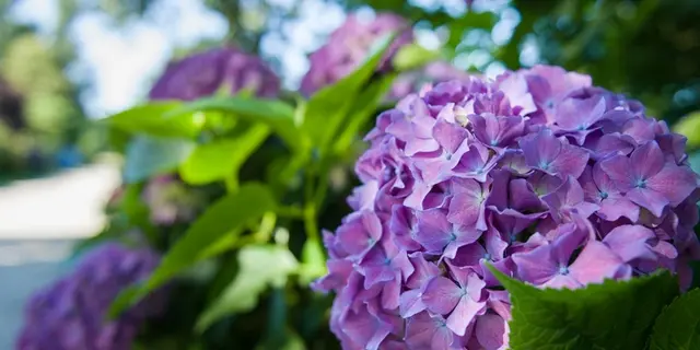 Circuit des hortensias - jardin remarquable - Ploërmel - Morbihan - Bretagne