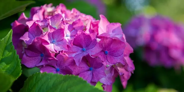 Hortensia boule