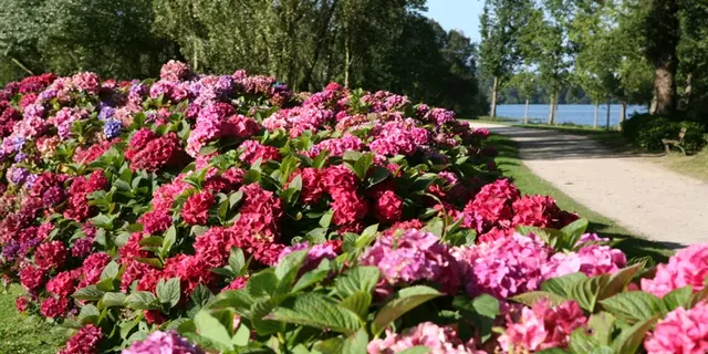 circuit-des-hortensias-Ploërmel-Destination-Brocéliande