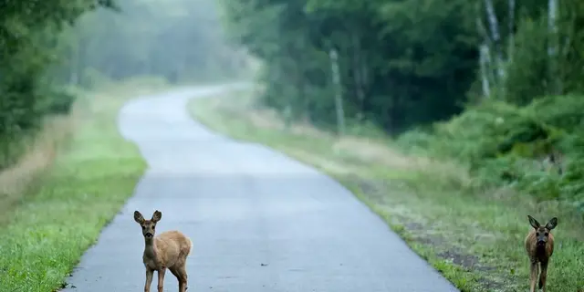 Randonnée en Brocéliande