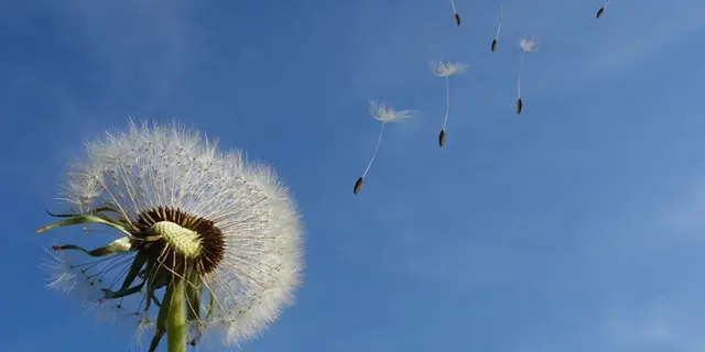 Sortie nature forêt contée - Val d'Oust - Destination Brocéliande